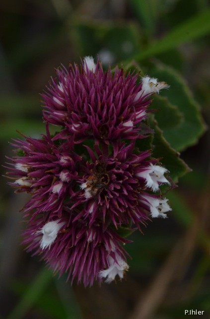Plants with pink and purple bloom