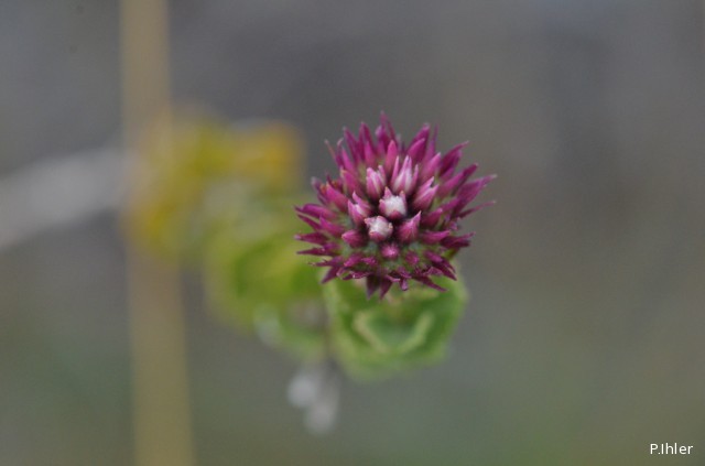 Plants with pink and purple bloom
