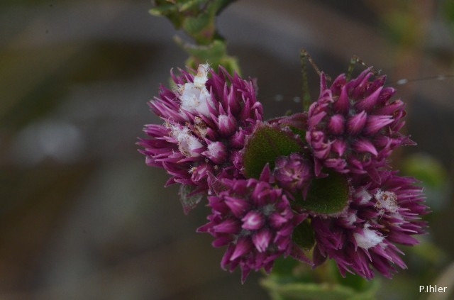 Plants with pink and purple bloom