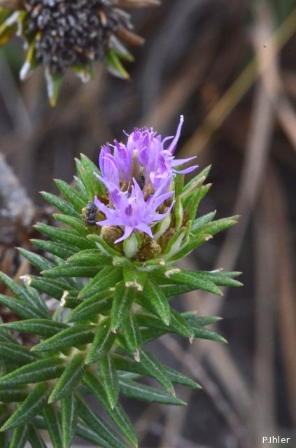Plants with pink and purple bloom