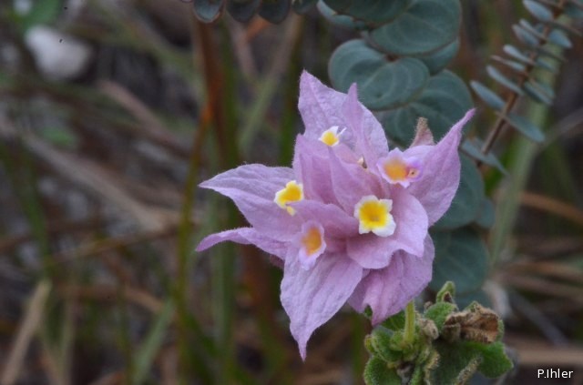 Plants with pink and purple bloom