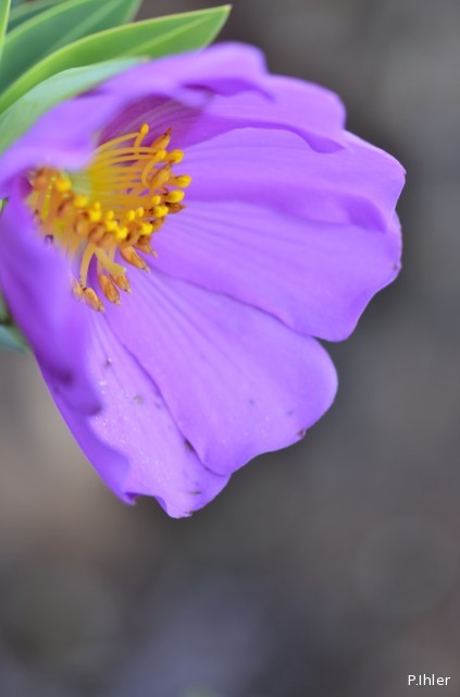 Plants with pink and purple bloom