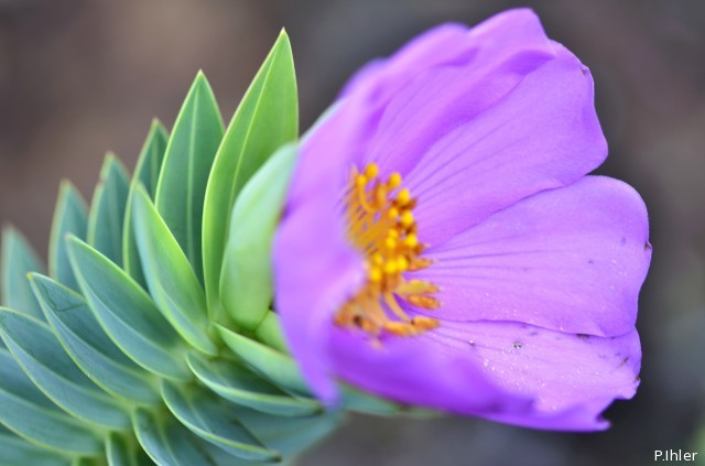 Plants with pink and purple bloom