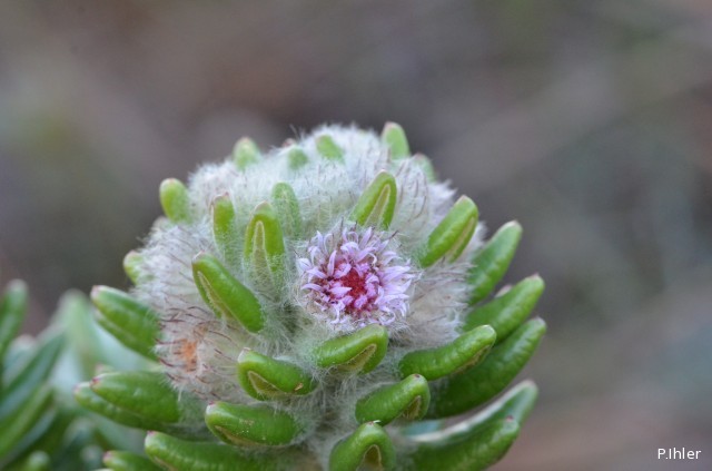 Plants with pink and purple bloom