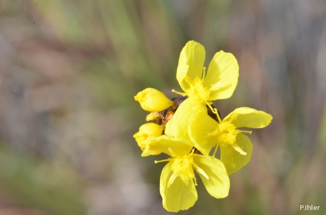 Plants with yellow and golden bloom