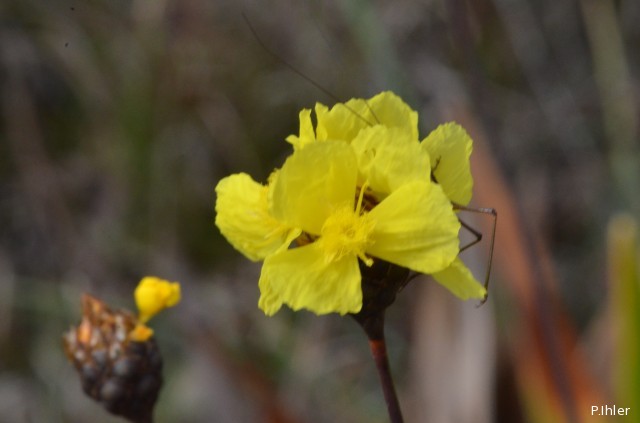 Plants with yellow and golden bloom