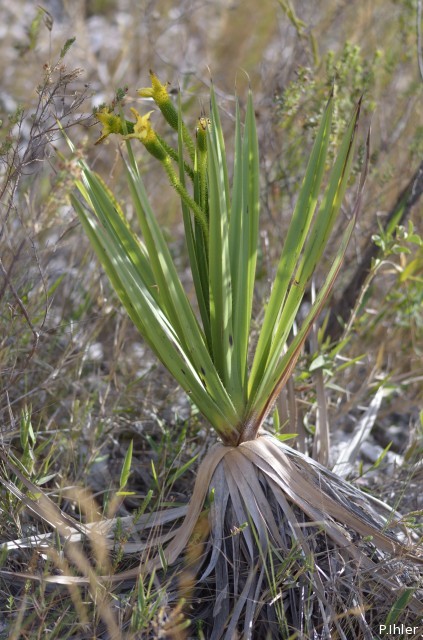 Plants with yellow and golden bloom