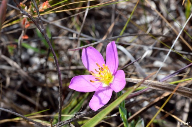 Plants with pink and purple bloom