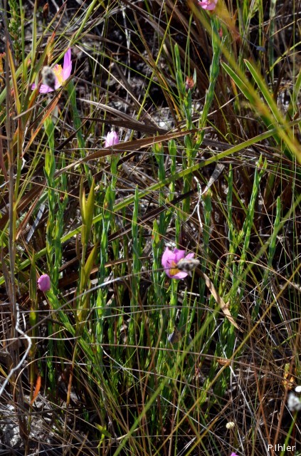Plants with pink and purple bloom