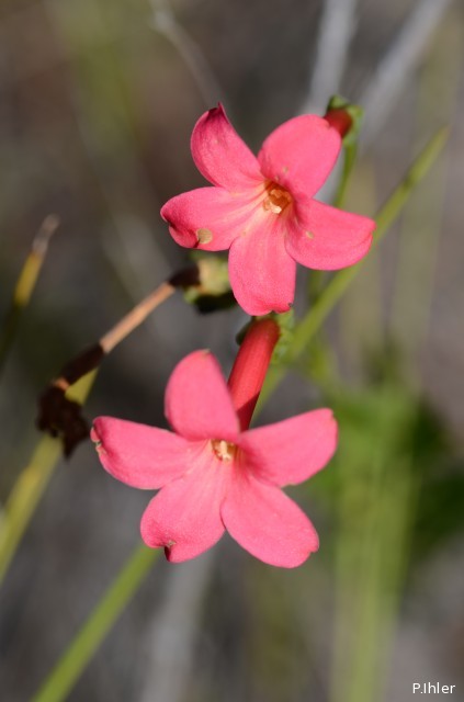 Plants with red bloom