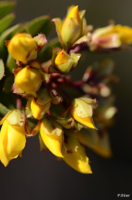 Plants with yellow and golden bloom