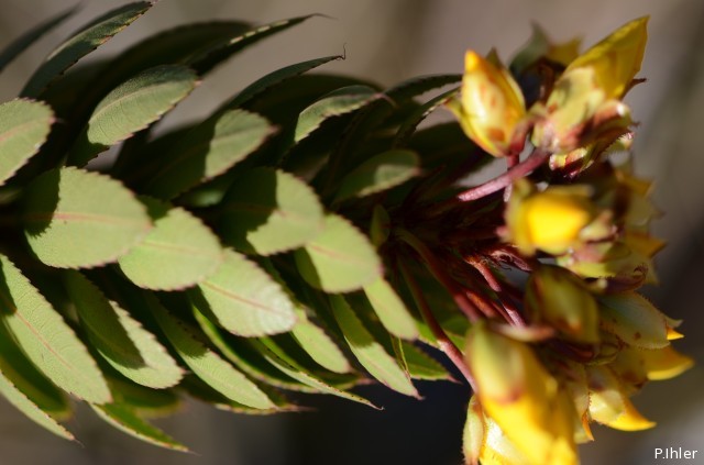Plants with yellow and golden bloom