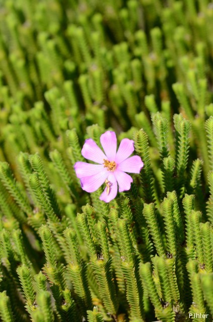 Plants with pink and purple bloom