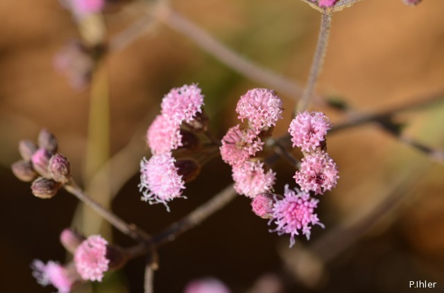 Plants with pink and purple bloom