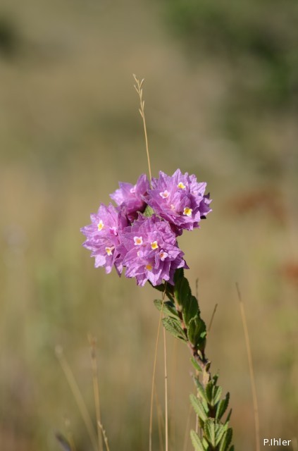Plants with pink and purple bloom