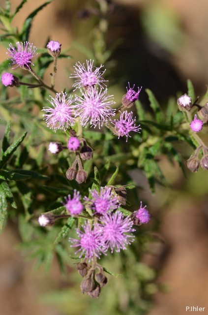 Plants with pink and purple bloom