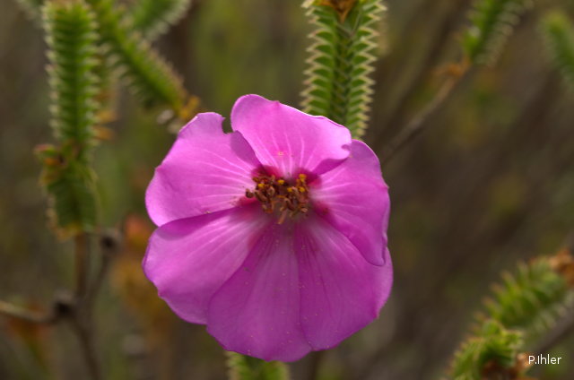 Plants with pink and purple bloom