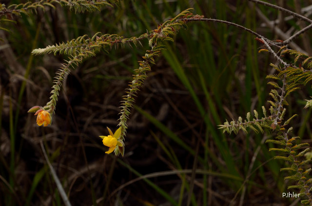 Plants with yellow and golden bloom