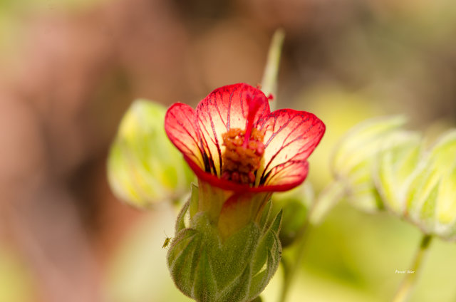 Plants with red bloom