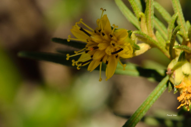 Plants with yellow and golden bloom