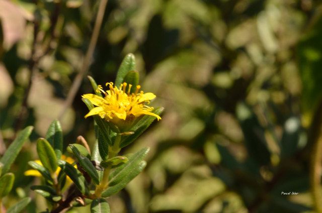 Plants with yellow and golden bloom