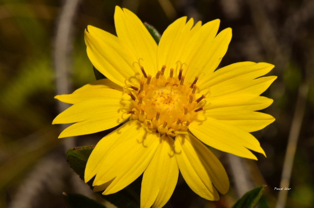 Plants with yellow and golden bloom