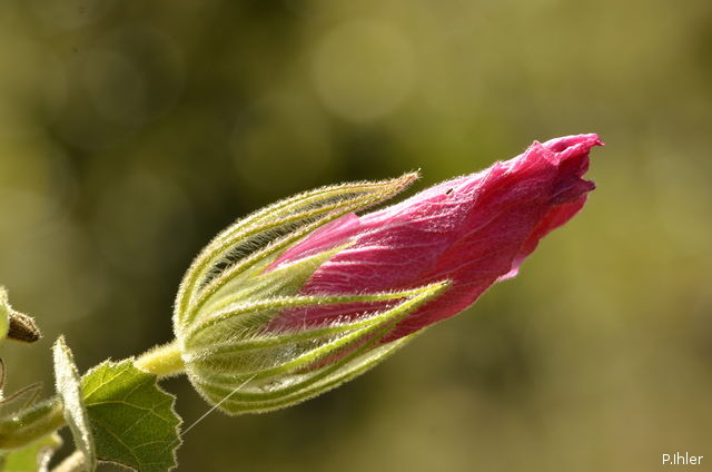 Plants with pink and purple bloom