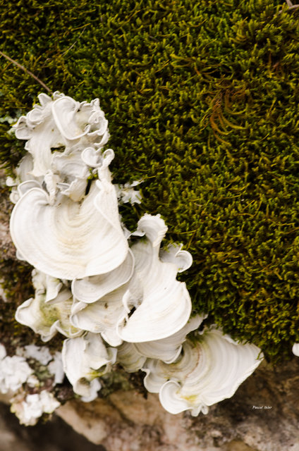 Lichens, mushrooms, mossos or others
