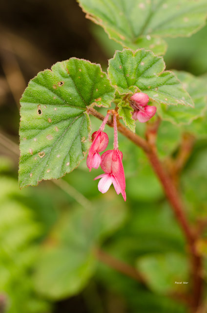 Plants with red bloom