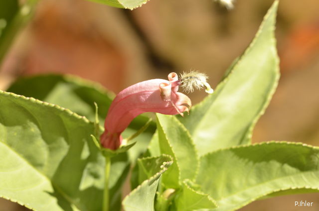 Plants with pink and purple bloom