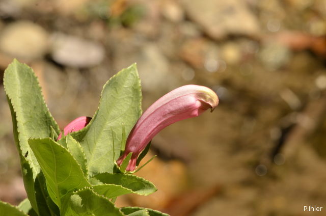 Plants with pink and purple bloom