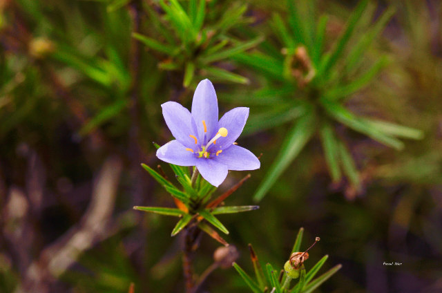 Plantas e arbustos com inflorescência de cor azul