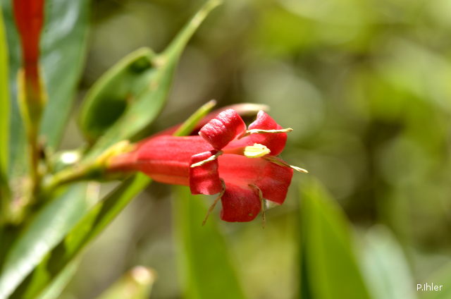 Plants with red bloom