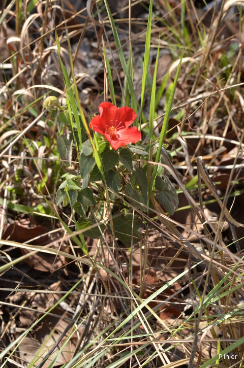 Plants with red bloom