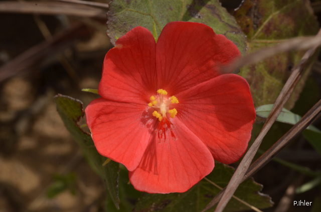 Plants with red bloom