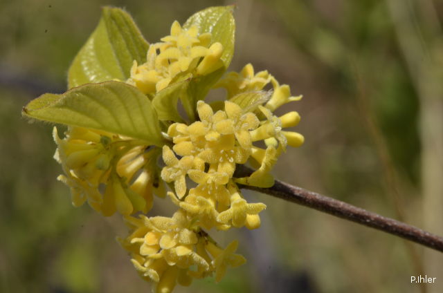 Plants with yellow and golden bloom