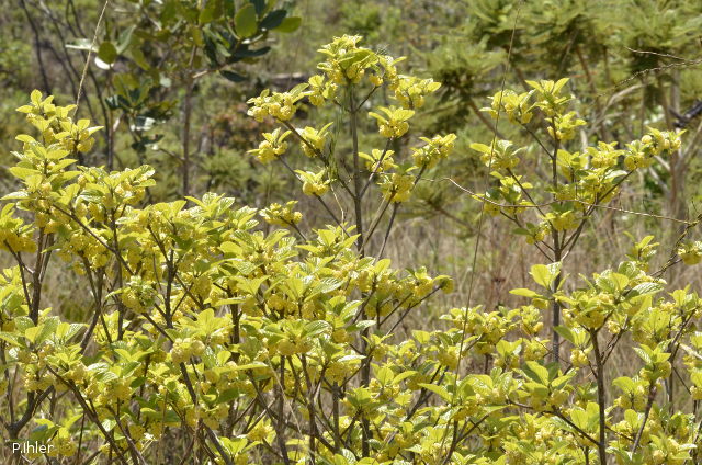 Plants with yellow and golden bloom