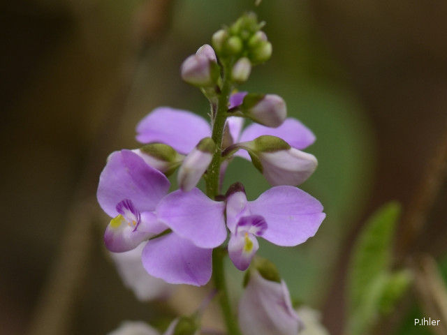 Plants with pink and purple bloom