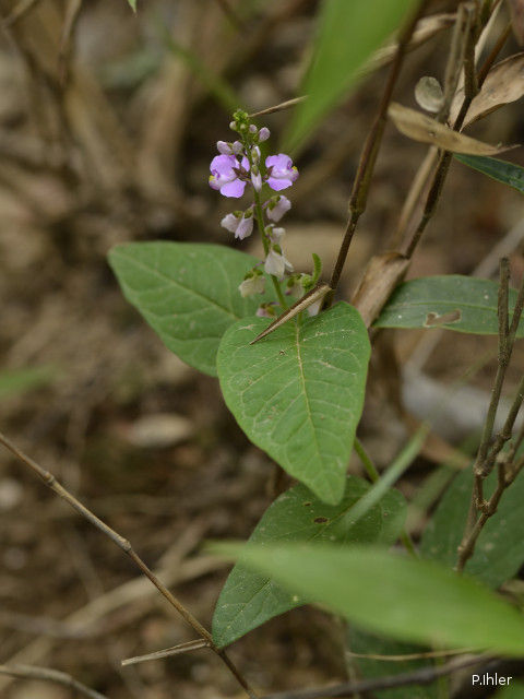 Plants with pink and purple bloom