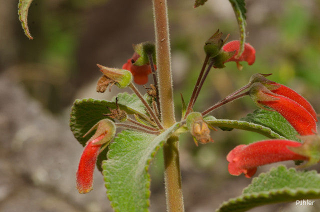 Plants with red bloom
