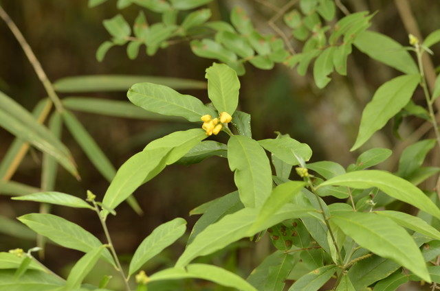Plants with yellow and golden bloom