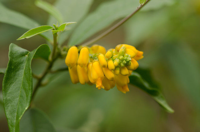 Plants with yellow and golden bloom