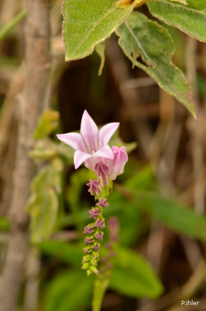 Plants with pink and purple bloom