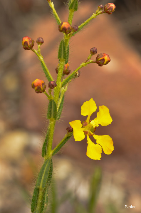 Plants with yellow and golden bloom