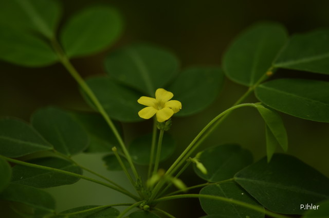 Plants with yellow and golden bloom