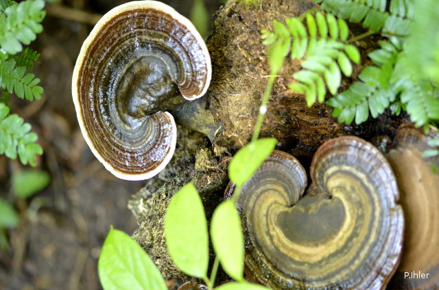 Lichens, mushrooms, mossos or others