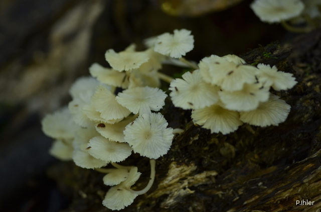 Lichens, mushrooms, mossos or others