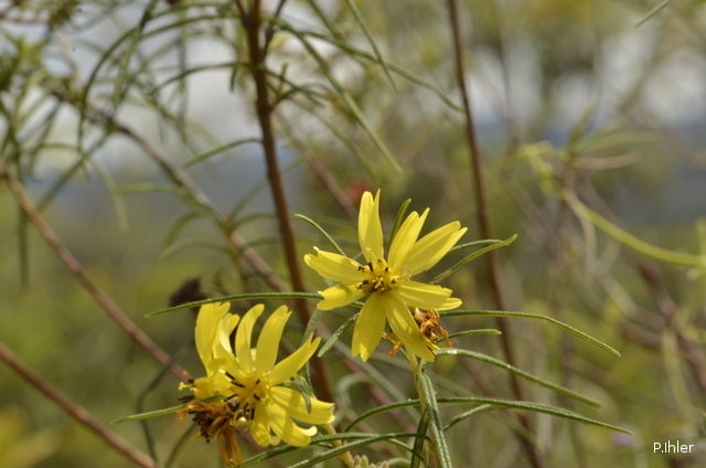 Plants with yellow and golden bloom