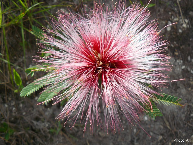 Plants with red bloom