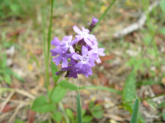 Plantas e arbustos com inflorescência de cor azul